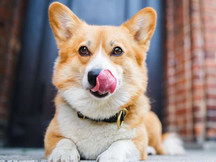 Pet Valu