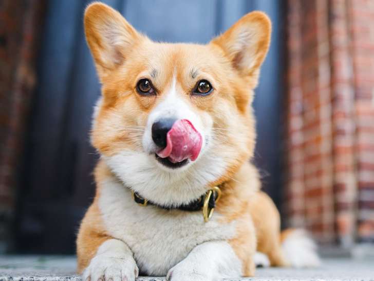 Pet Valu