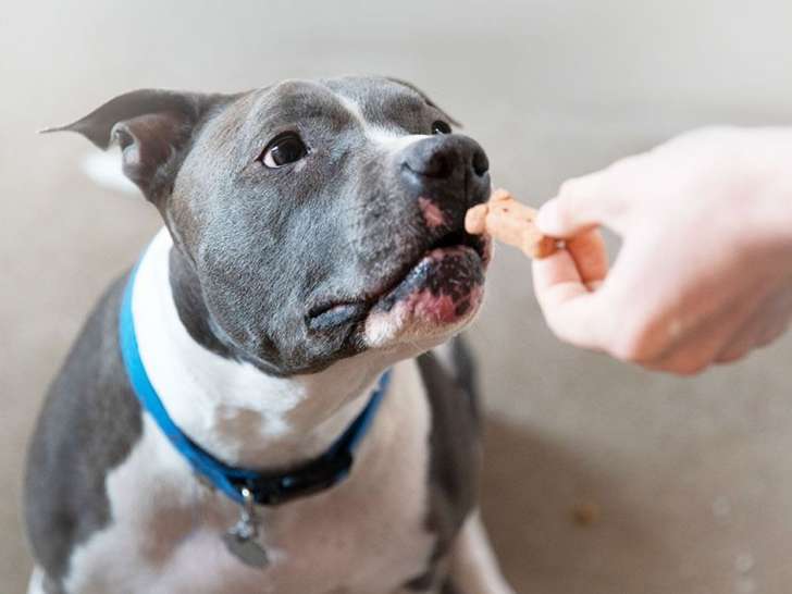 Pet Valu