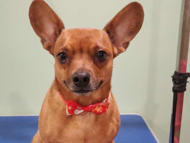 The Dapper Dog