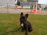 École du Chien
