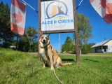 Alder Creek Kennel,