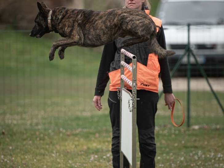 Pat'à chiens