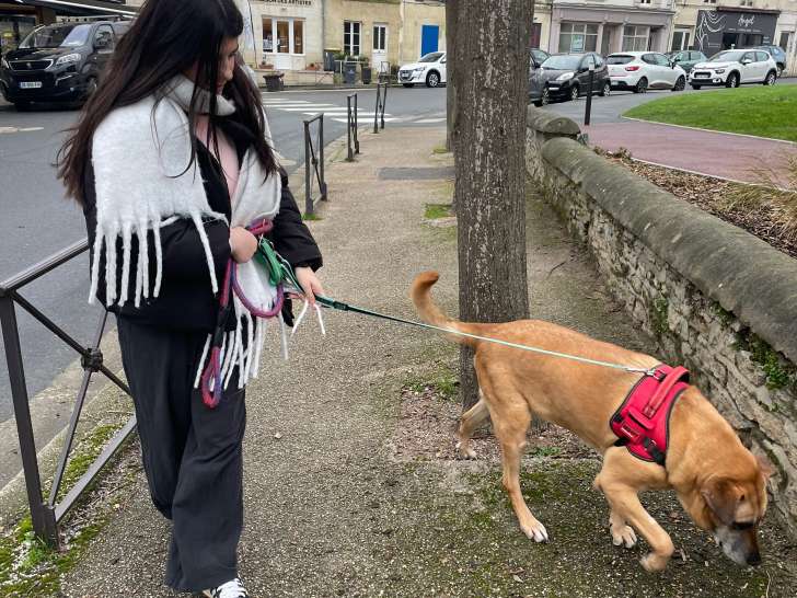 Chiens en Cavale