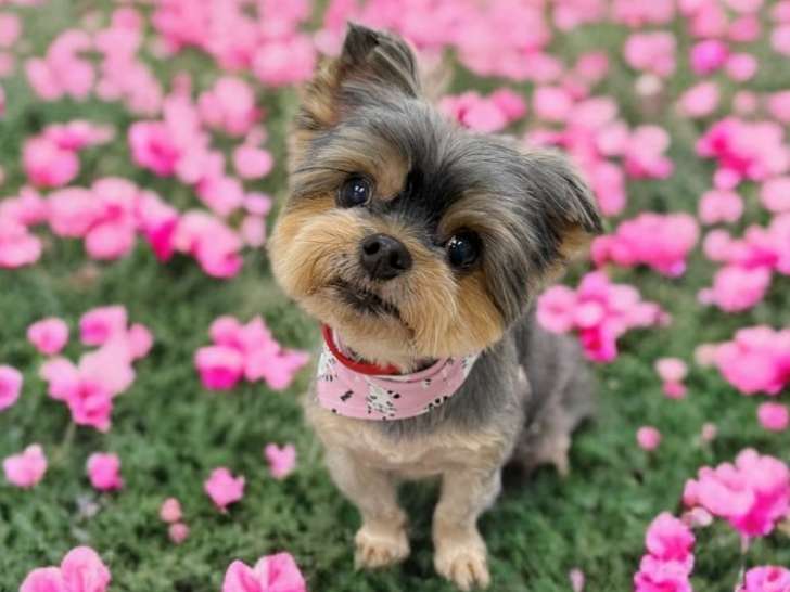 Pawllywoof