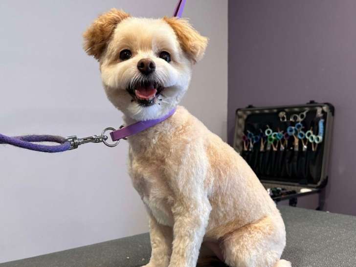 Purrdy Paws Pet Grooming Spa
