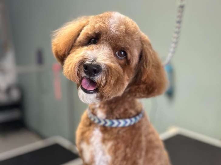 Sittin’ Pretty Pet Grooming
