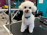 Jazzy Pet Grooming Studio Kingston
