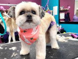 Jazzy Pet Grooming Studio Kingston