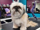 Jazzy Pet Grooming Studio Kingston