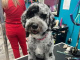 Jazzy Pet Grooming Studio Kingston