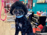 Jazzy Pet Grooming Studio Kingston