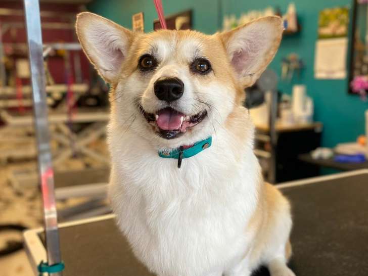 Jazzy Pet Grooming Studio Kingston