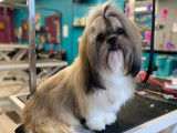 Jazzy Pet Grooming Studio Kingston