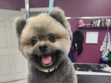 Jazzy Pet Grooming Studio Kingston