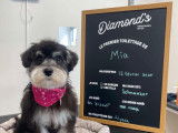 Diamond’s Grooming Shop