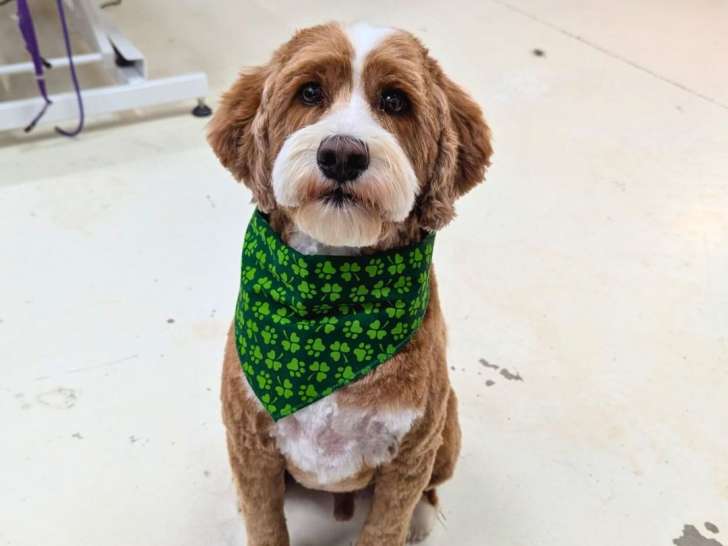 The Barking Barber