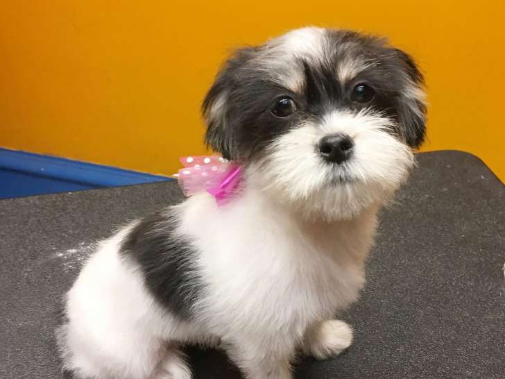 Pawcasso Pet Salon