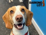 The Barking Lot