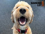 The Barking Lot