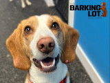The Barking Lot