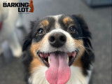 The Barking Lot