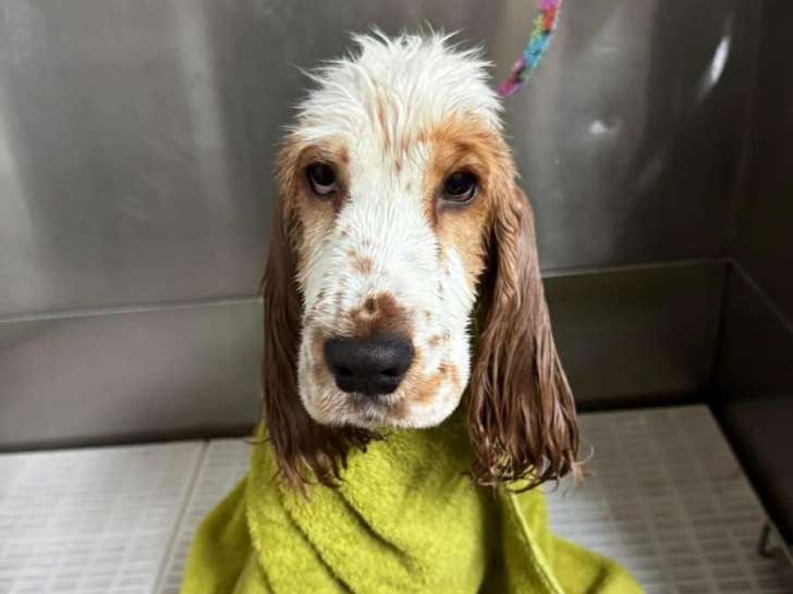 4 Paws Pet Resort