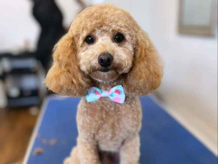 Kayla’s Dog Grooming