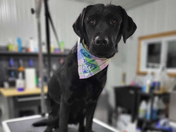 Lyne's Pawtastic Salon