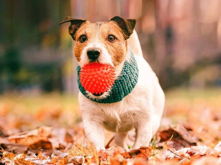 Pet Valu