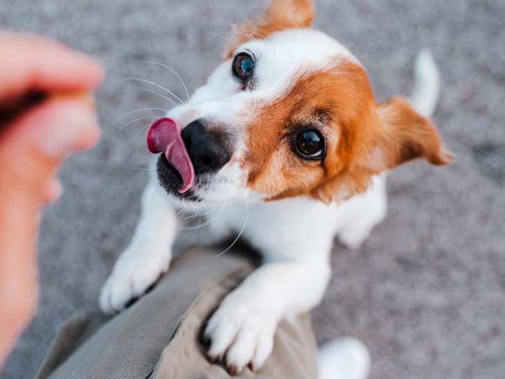 Pet Valu