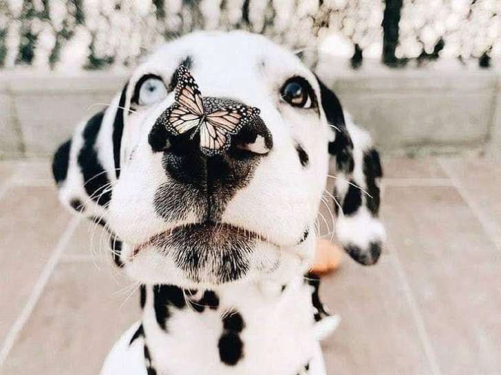 Pet Valu