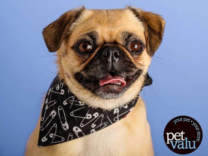 Pet Valu
