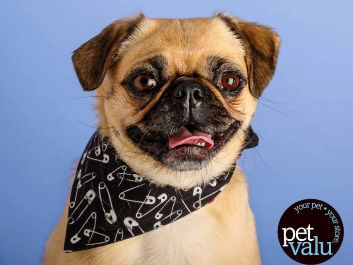Pet Valu