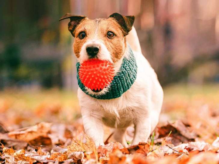 Pet Valu