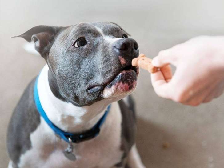 Pet Valu