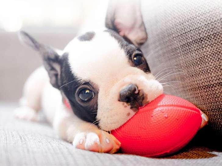 Pet Valu