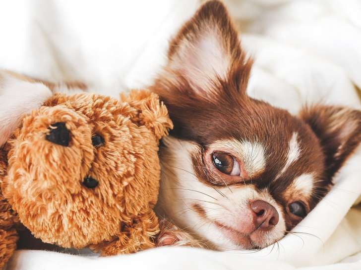 Pet Valu