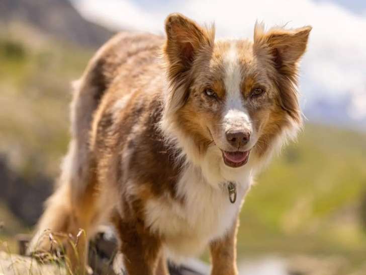 Heaven Dog