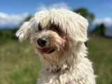Heaven Dog