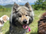 Heaven Dog
