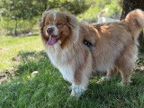 Heaven Dog