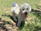 Heaven Dog