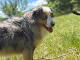 Heaven Dog