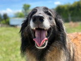 Heaven Dog