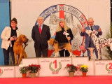 Ch Red Fox de Maxcecan Meilleur chien du 6 eme groupe au championnat de France 2023