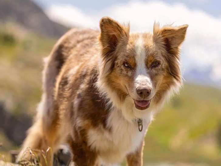 Heaven Dog