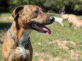 Heaven Dog