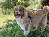 Heaven Dog