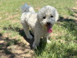 Heaven Dog
